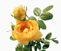 Rosa foetida 'Persiana' Lem., Sektion Pimpinellifoliae, Bibermellrosen, eingeführt 1833 aus Persien (Iran)
