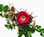 Rosa forrestiana Bouleng., Sektion Cinnamomeae, Wildrosen, eingeführt aus China um 1918