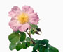 'Paulii Rosea', Sektion Cinnamomeae, Rugosa-Rosen, Züchter: T. Smith, Irland, ca. 1904