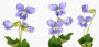 Viola sororia 'Dark Freckles'
