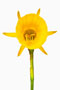 Narcissus bulbocodium, Reifrocknarzisse